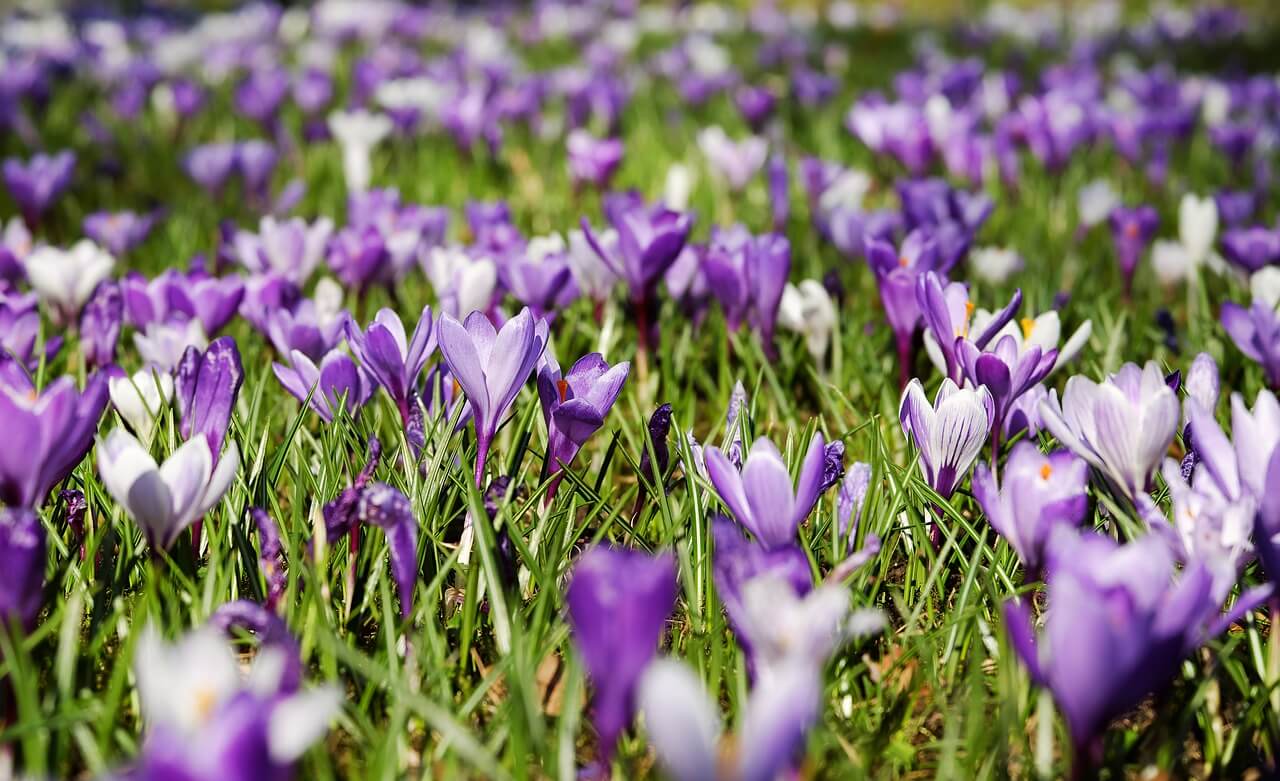 crocus-3226433_1280
